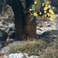 Prickly Pear Cactus (Opuntia echios) and Land Iguanas ( Conolophus subcrisatus)