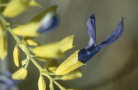 Salvia mexicanana in oak woods on limestone
