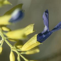Salvia mexicanana in oak woods on limestone