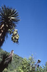 Yucca fruits