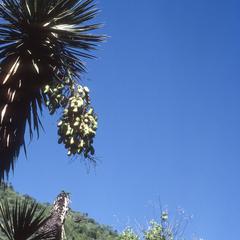 Yucca fruits