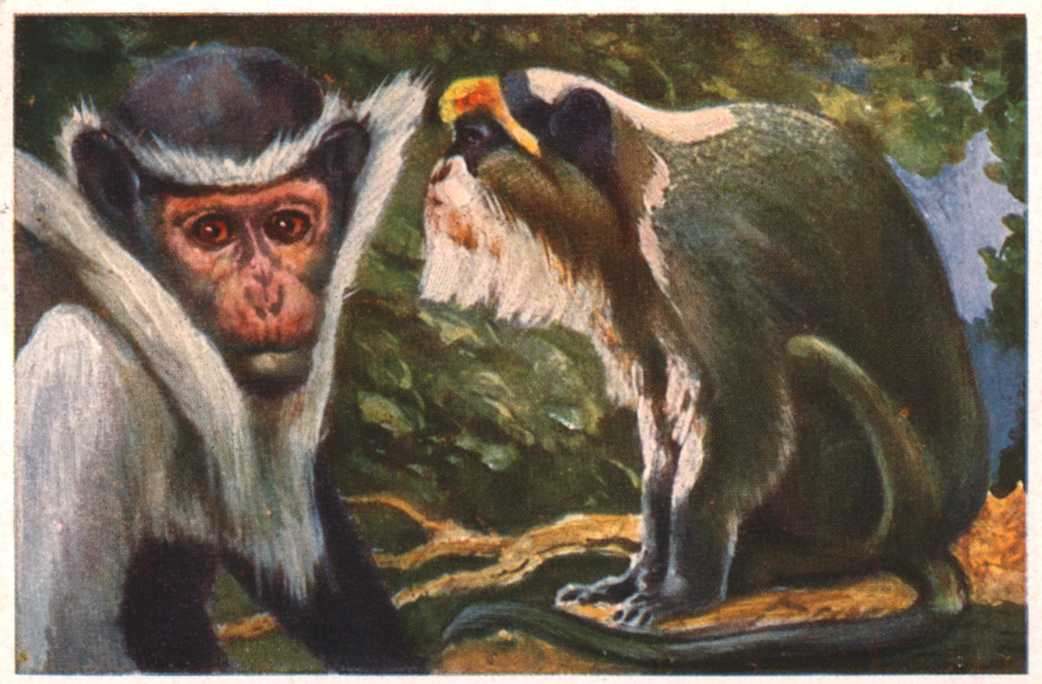 Colobus Monkey Print