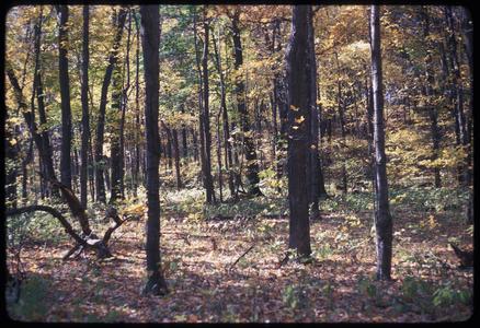 Fall view of Abraham's Woods, State Natural Area