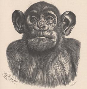 Kopf des erwachsenen männlichen Chimpanse
