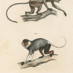 Proboscis Monkey and Red-Shanked Douc Langur Print