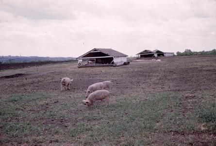 Hogs on a farm