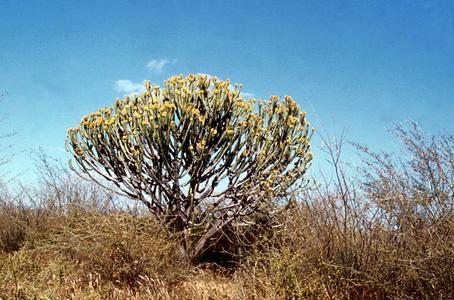 Euphorbia Tree in Bloom