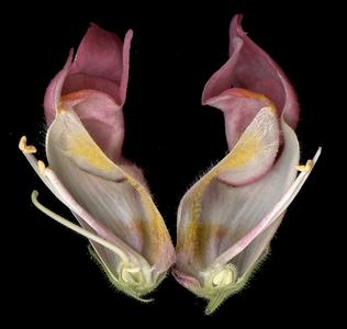Floral dissection of Snapdragon