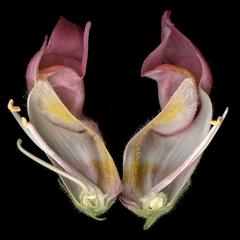 Floral dissection of Snapdragon