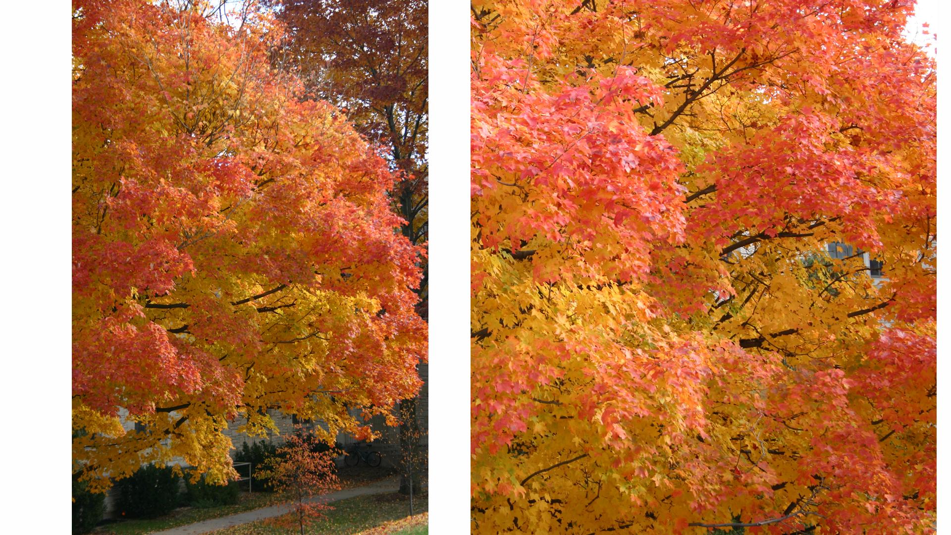 Sugar maple tree in fall color with red to the outside and yellow in ...
