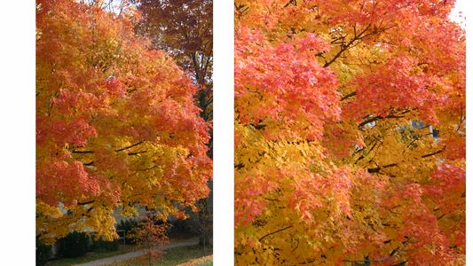 Sugar maple tree in fall color with red to the outside and yellow in the interior
