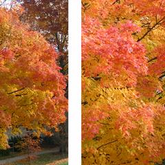 Sugar maple tree in fall color with red to the outside and yellow in the interior