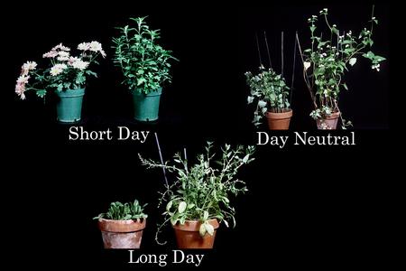 Photoperiodism - Chrysanthemum, spinach, and buckwheat