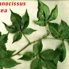 Parthenocissus vitacea