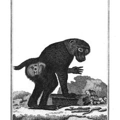 Le Petit Papion (Small Baboon)