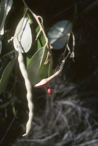 Capparis odoratissima "iguanito"