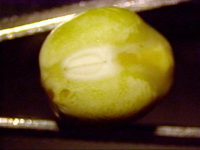View of the hilum of a pea seed