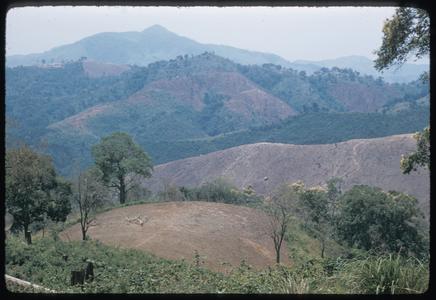 Slash and burn landscape