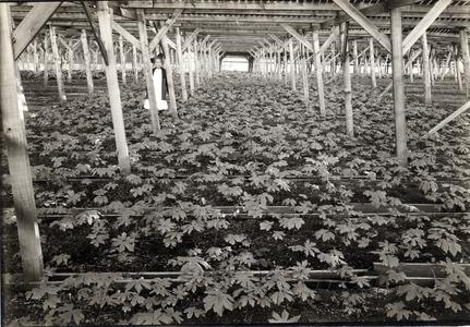 Beds of ginseng