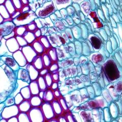 Cross section through a pine stem with view of xylem, phloem and vascular cambium
