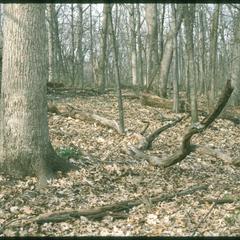 White oak with Dicentra in Gallistel Woods, University of Wisconsin–Madison Arboretum