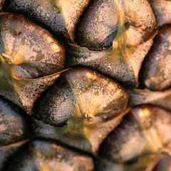 Texture of a pineapple showing bracts with axillary fruits