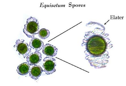 Equisetum arvense - spores with elators