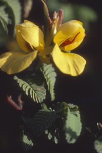 A species of Cassia growing on the beach at Chamela Bay