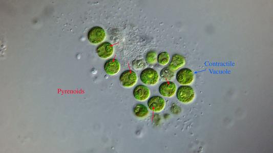 Chlamydomonas - chloroplasts with pyrenoids