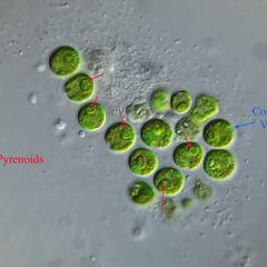 Chlamydomonas - chloroplasts with pyrenoids