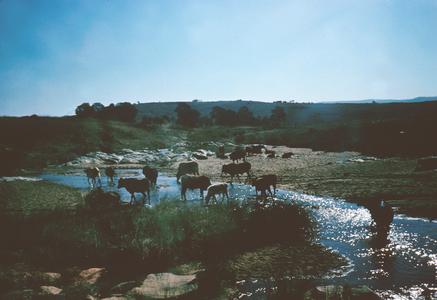 Cattle Drinking in Stream near Piggs Peak