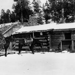 Aldo in front of cabin at abandoned Irwin claim, Apache National Forest, Arizona, 1910