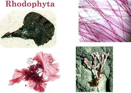 Composite of several examples of red algae