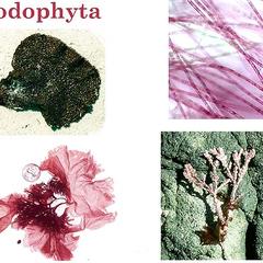 Composite of several examples of red algae