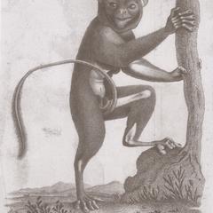 Abbildung 12 : Der Tarsier (Nau, 1791)