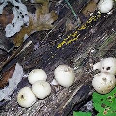 Puffballs on a log