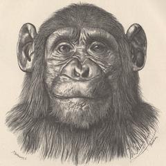 Erwachsener männlicher Chimpanse