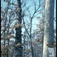 Prairie-grown and forest-grown oaks
