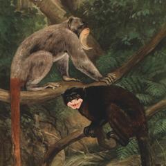 Tamarin imperator imperator (upper monkey), Tamarin mystax (lower monkey)
