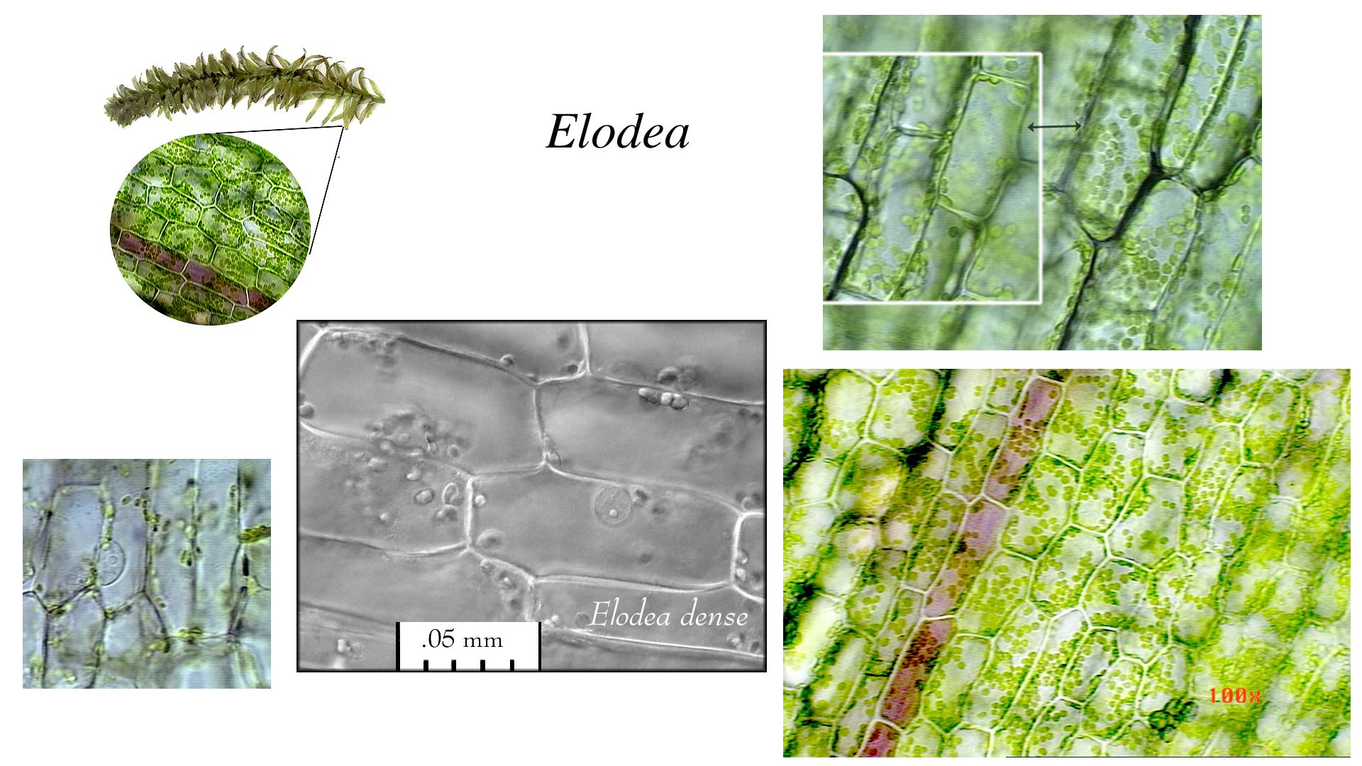 Why do chloroplast move in elodea?