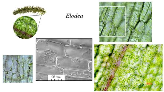 Chloroplasts in Elodea cells - two views of the same cell with the plane of focus at different positions with other related views