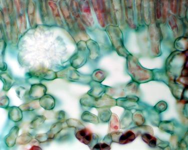 Spongy mesophyll in cross section of a leaf of Nerium oleander