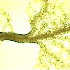 Plasmodial slime mold movie - cytoplasmic steaming of plasmodium 10x objective