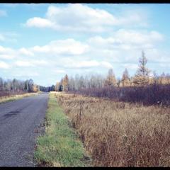 View of northern wet forest from road