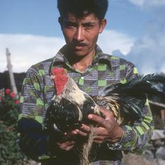 Man and rooster, near Morelia