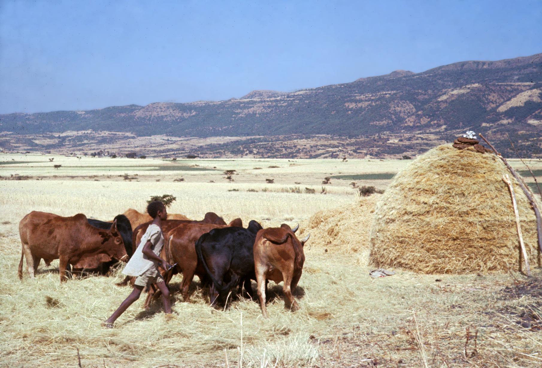 Wheat straw can help keep cows full