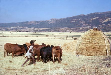 Using Cattle to Thresh Grain (T'ef)