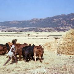 Using Cattle to Thresh Grain (T'ef)