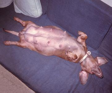 Pregnant dachshund relaxes on sofa