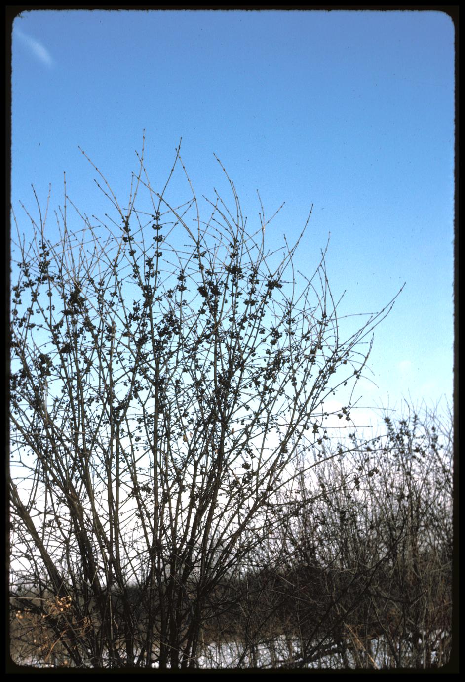 Buckthorn in winter